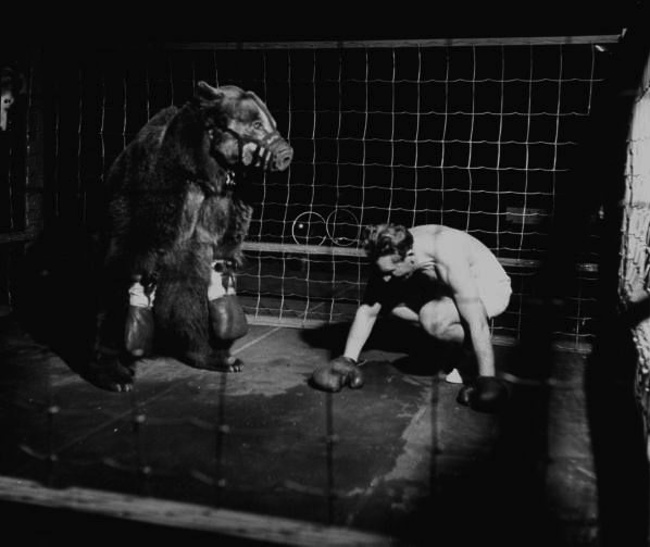 El triste combate de Gus Waldorf contra un oso en una jaula